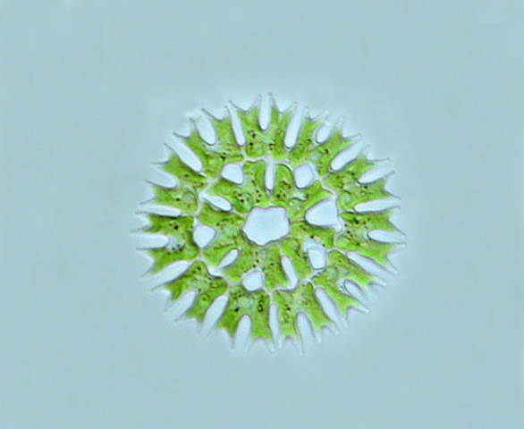 Pediastrum biradiatum